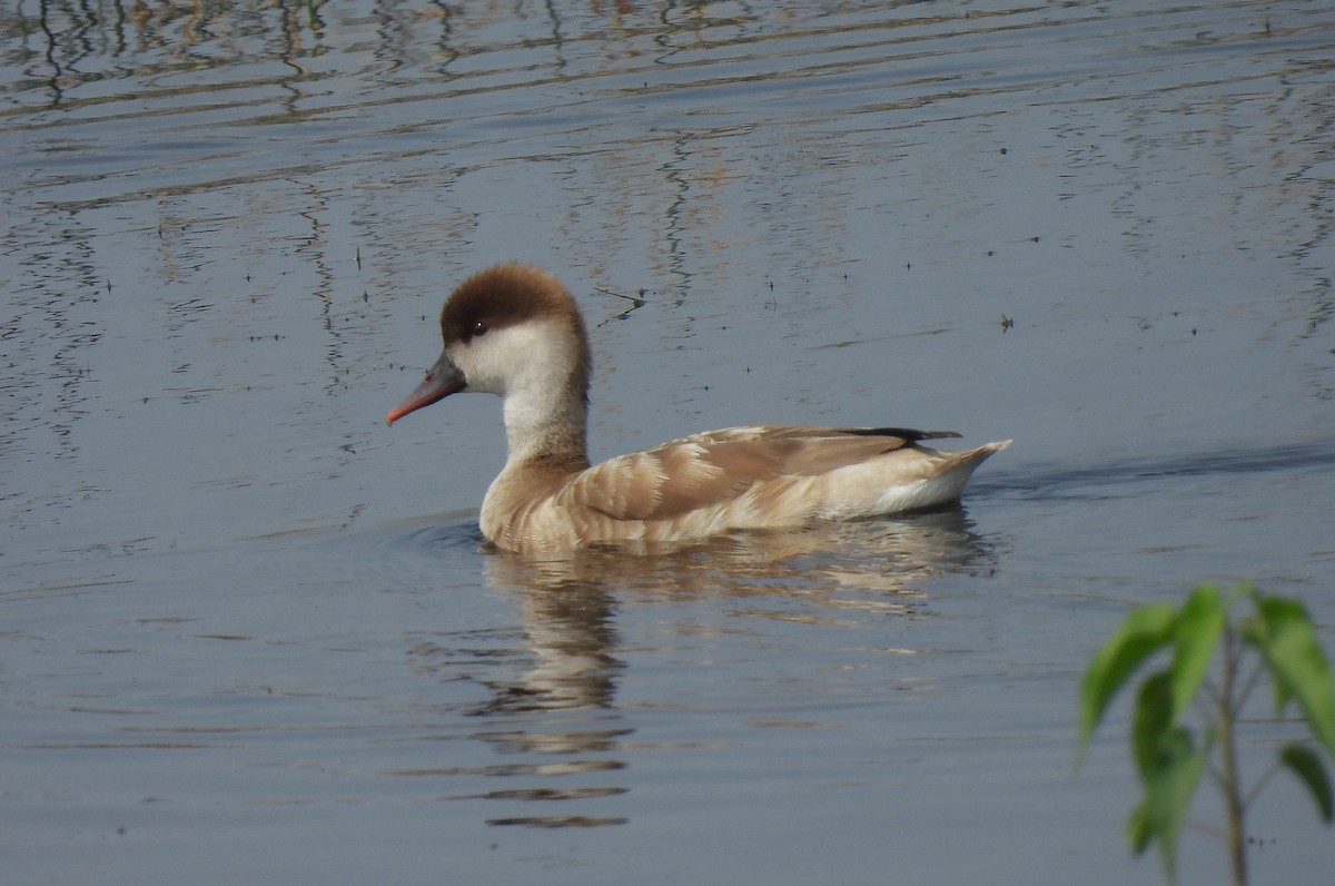 Red-crested Pochard - Sahana M