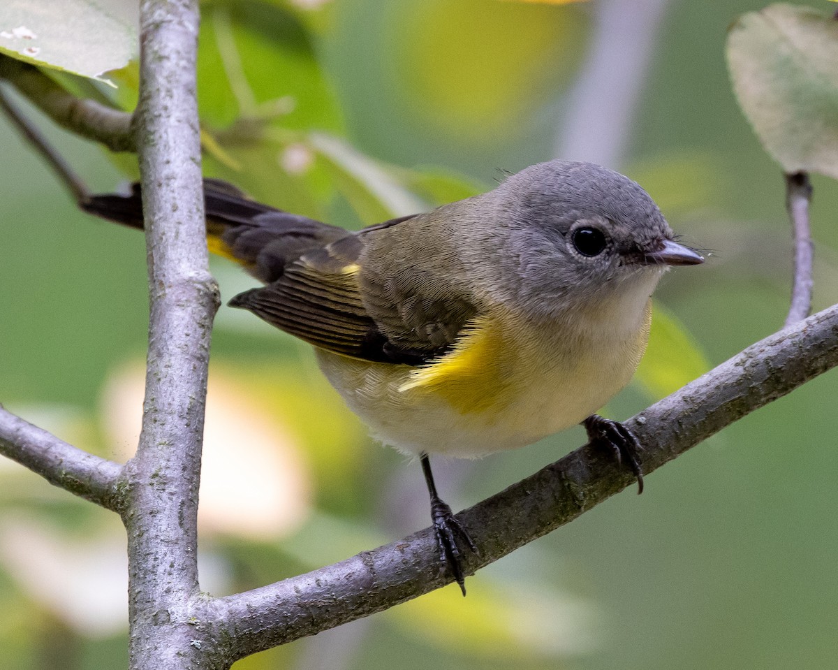 American Redstart - ML622695677