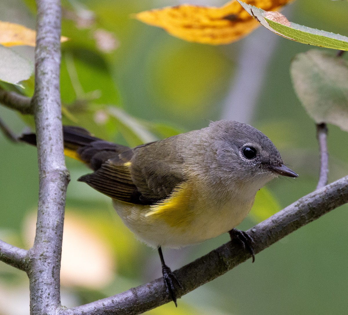 American Redstart - ML622695678