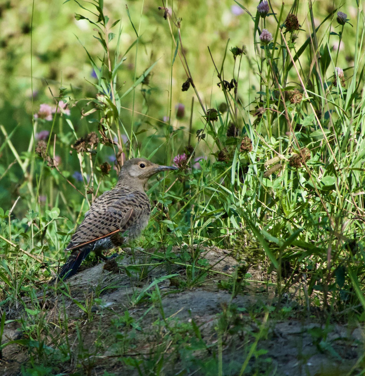 Northern Flicker - ML622695681