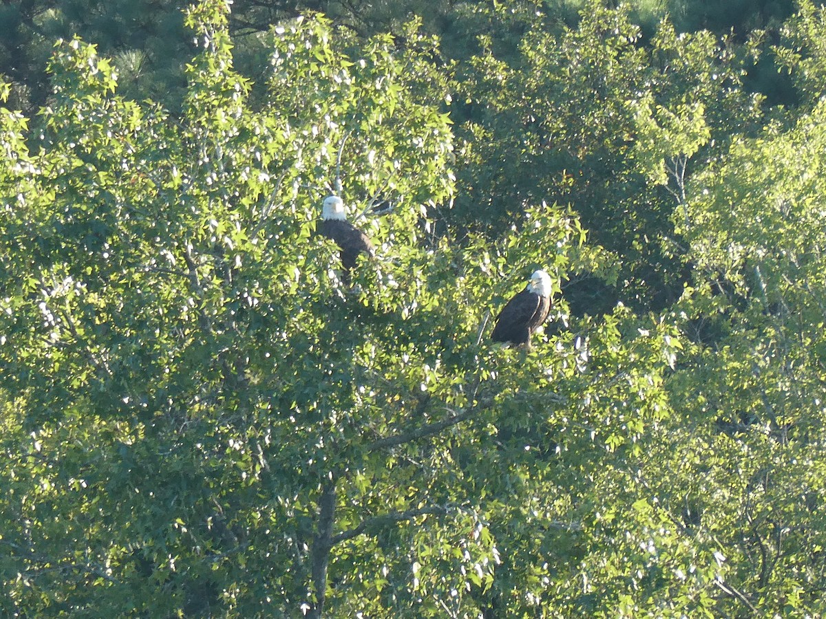 Bald Eagle - ML622695761