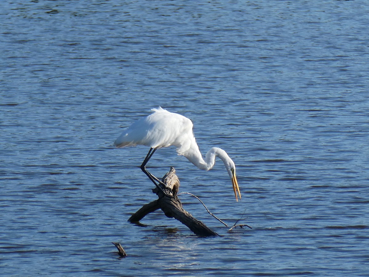 Great Egret - ML622695772