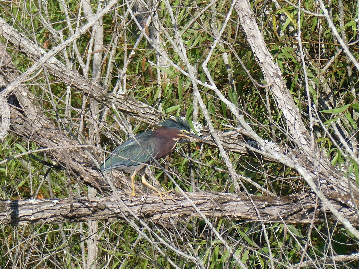 Green Heron - ML622695811