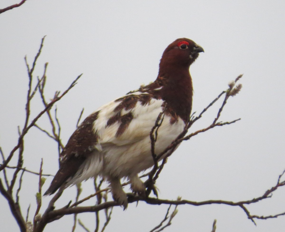 Willow Ptarmigan - ML622695826