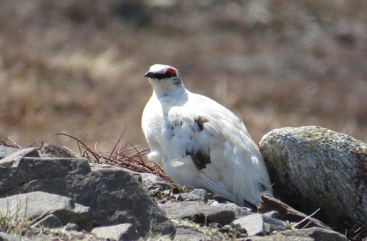 Rock Ptarmigan - John Harris