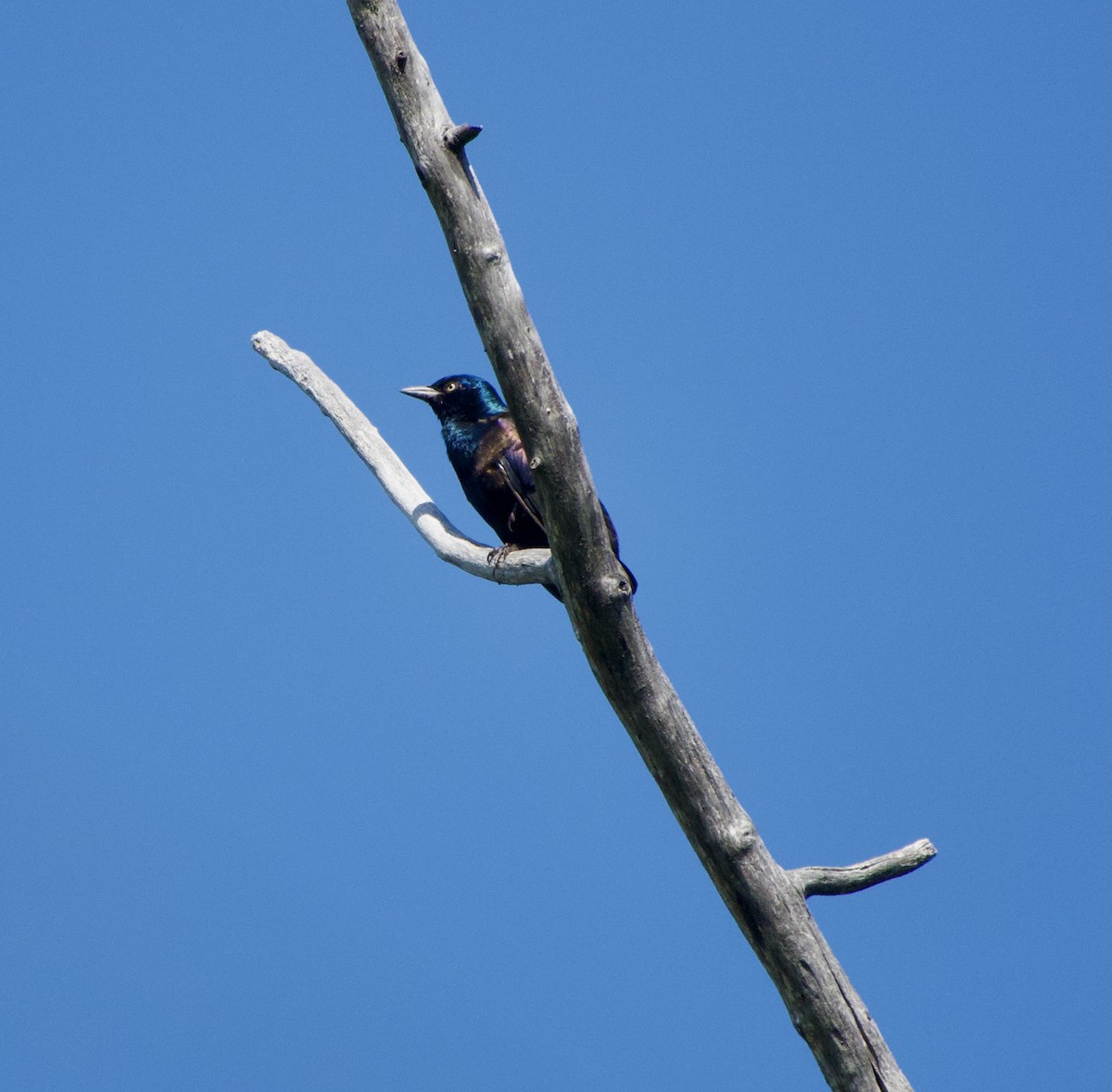 Common Grackle - ML622695879