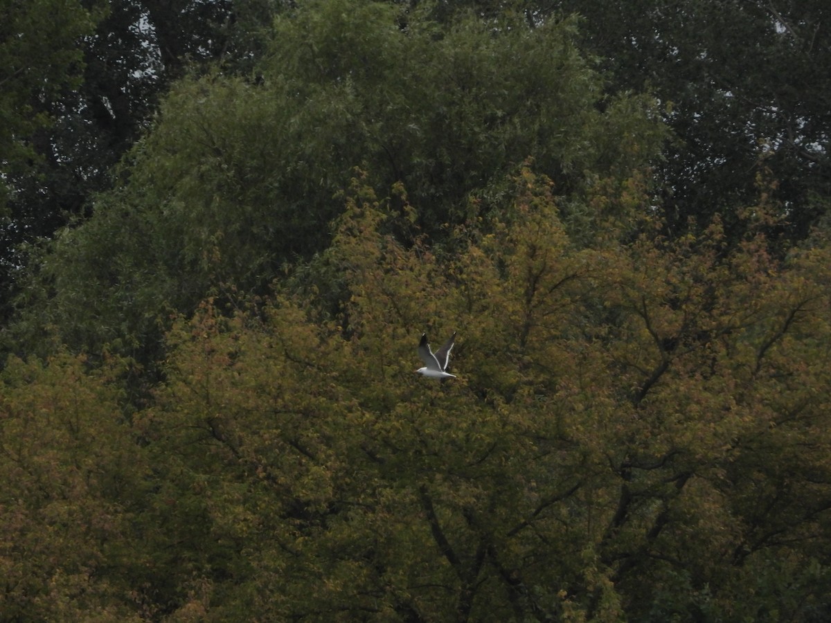 Lesser Black-backed Gull - ML622695901