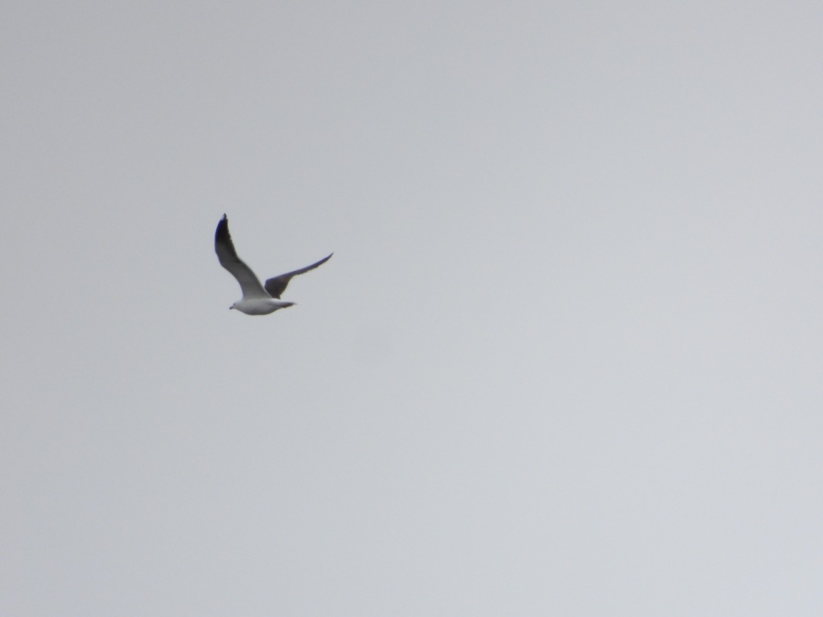 Lesser Black-backed Gull - ML622695903