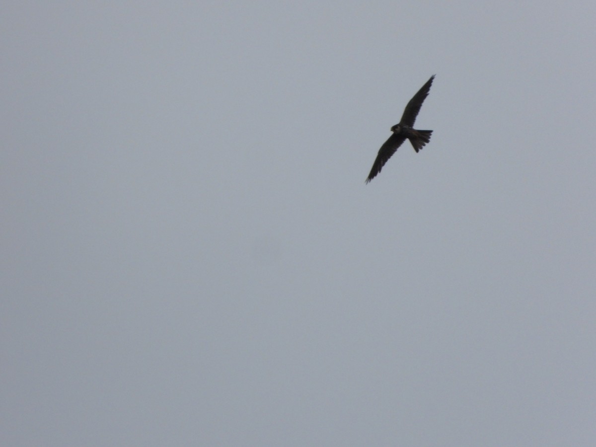 Eurasian Hobby - ML622695911