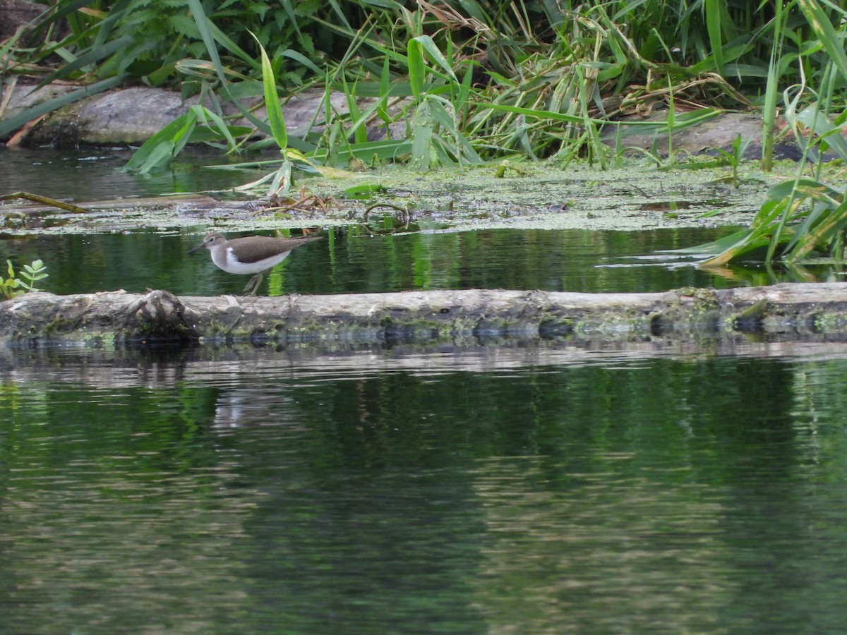 Common Sandpiper - ML622695941