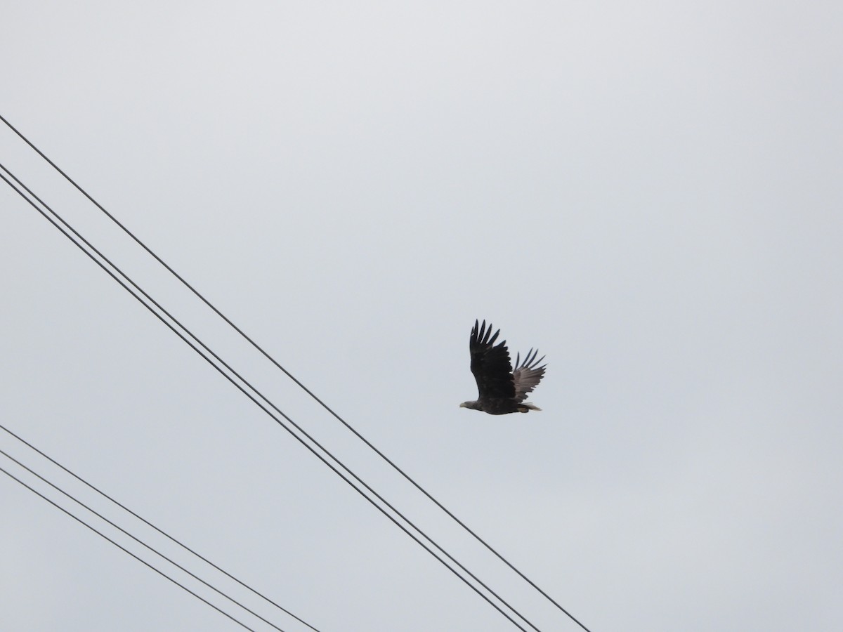 White-tailed Eagle - ML622695943