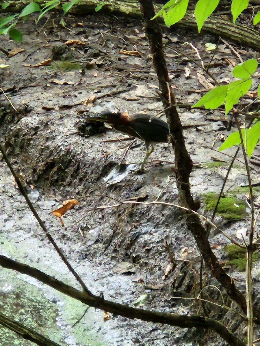 Green Heron - ML622695962