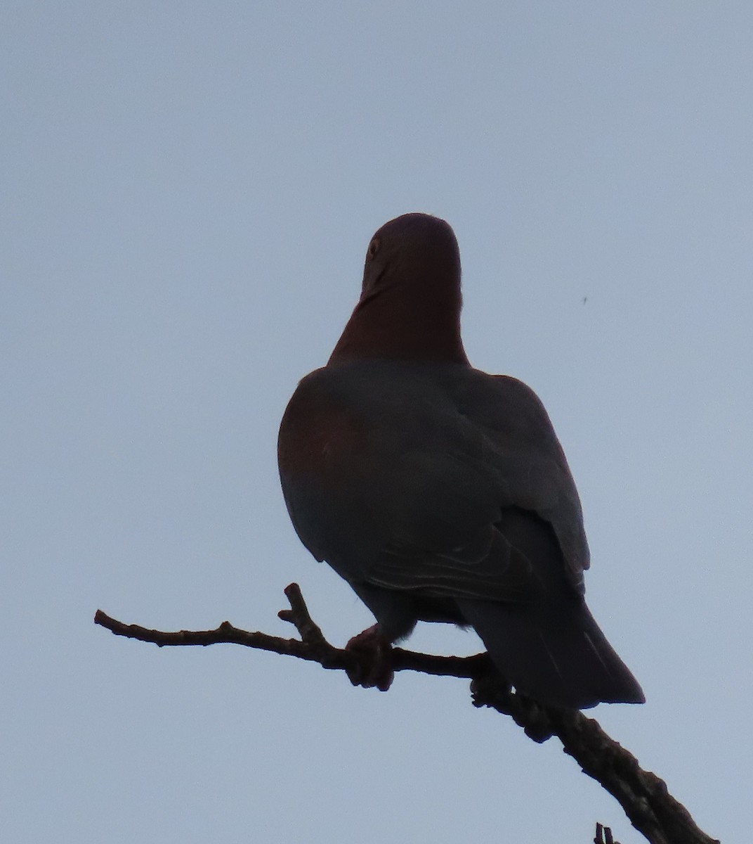 Red-billed Pigeon - ML622695965