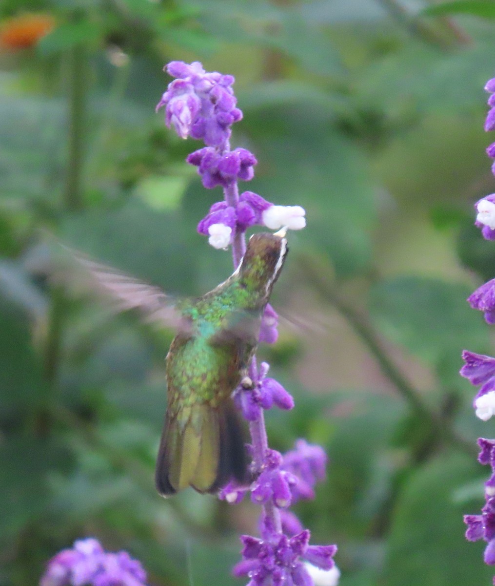 White-eared Hummingbird - Thomas Brooks