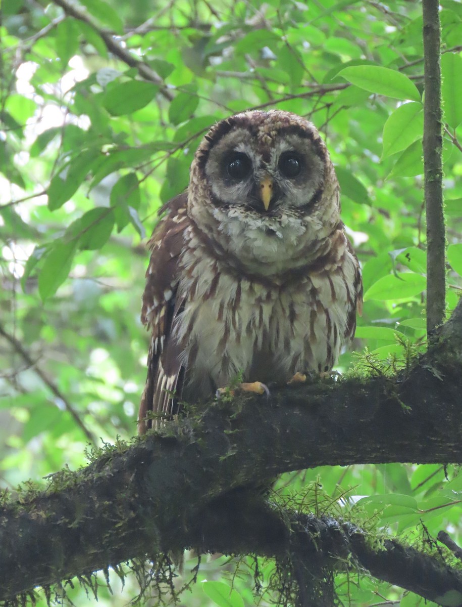 Fulvous Owl - Thomas Brooks