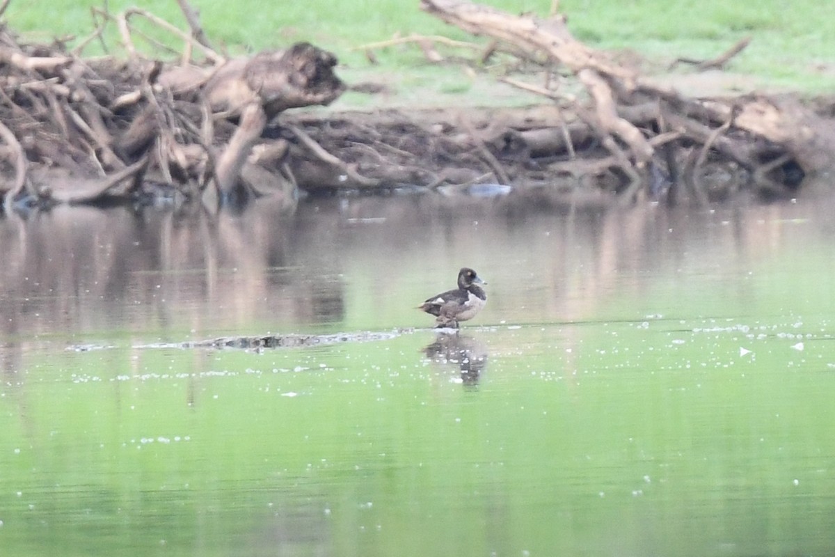 Ring-necked Duck - ML622696085