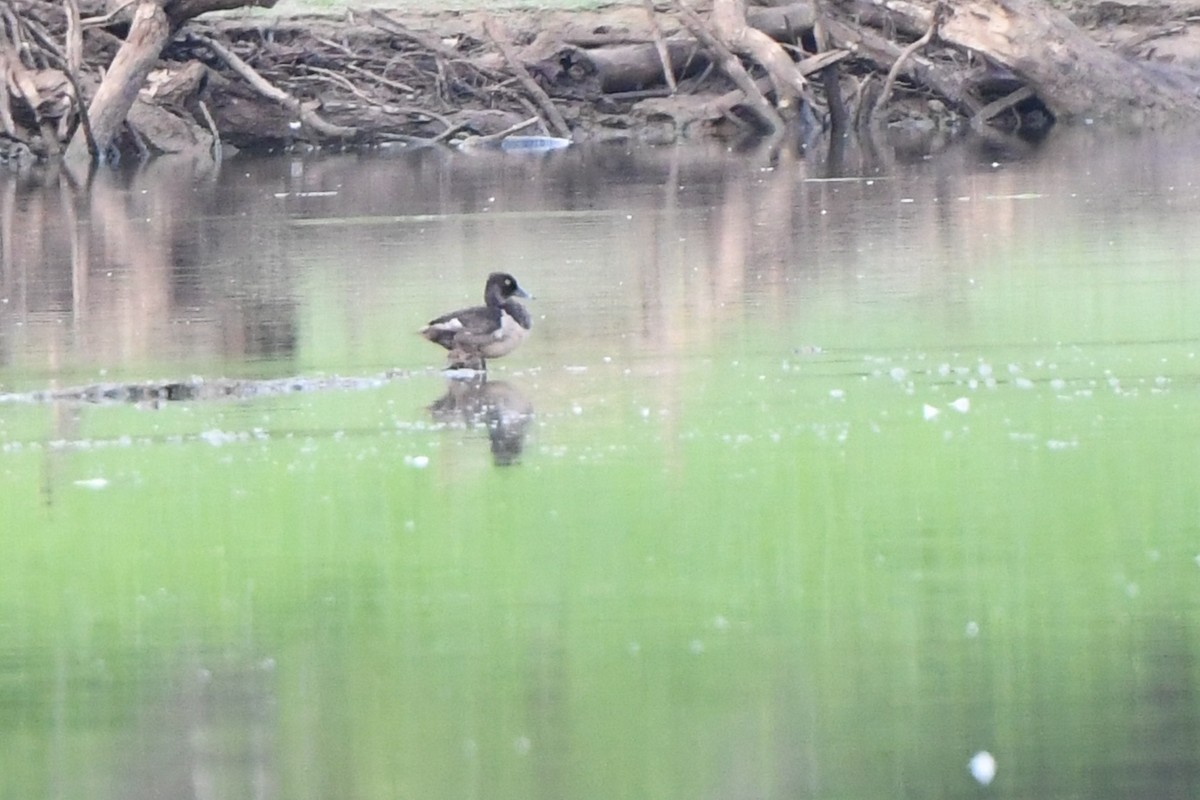 Ring-necked Duck - ML622696128