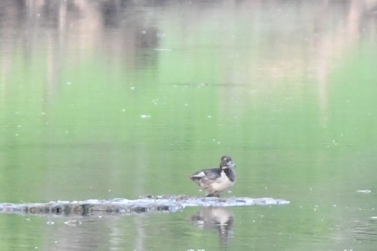 Ring-necked Duck - ML622696130