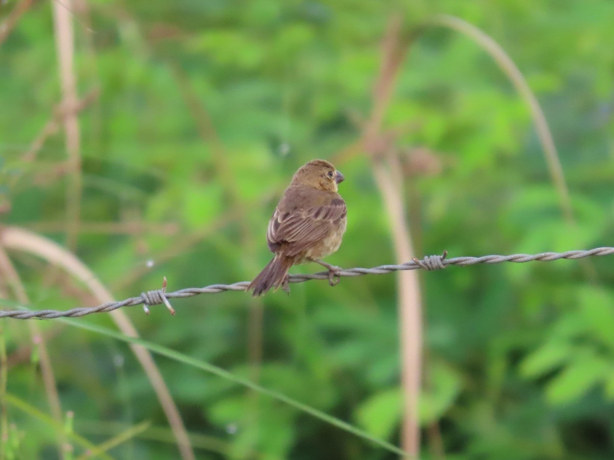 Variable Seedeater - ML622696166