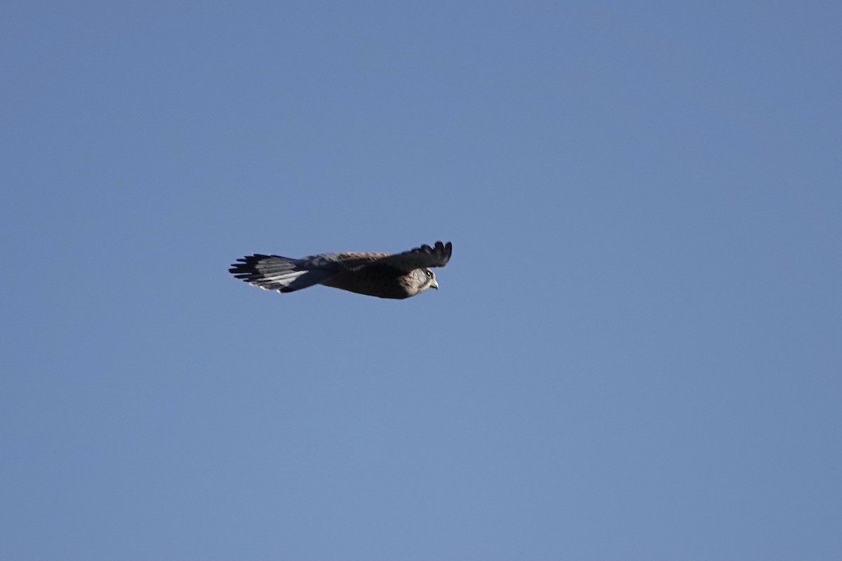 Eurasian Kestrel (Canary Is.) - ML622696174