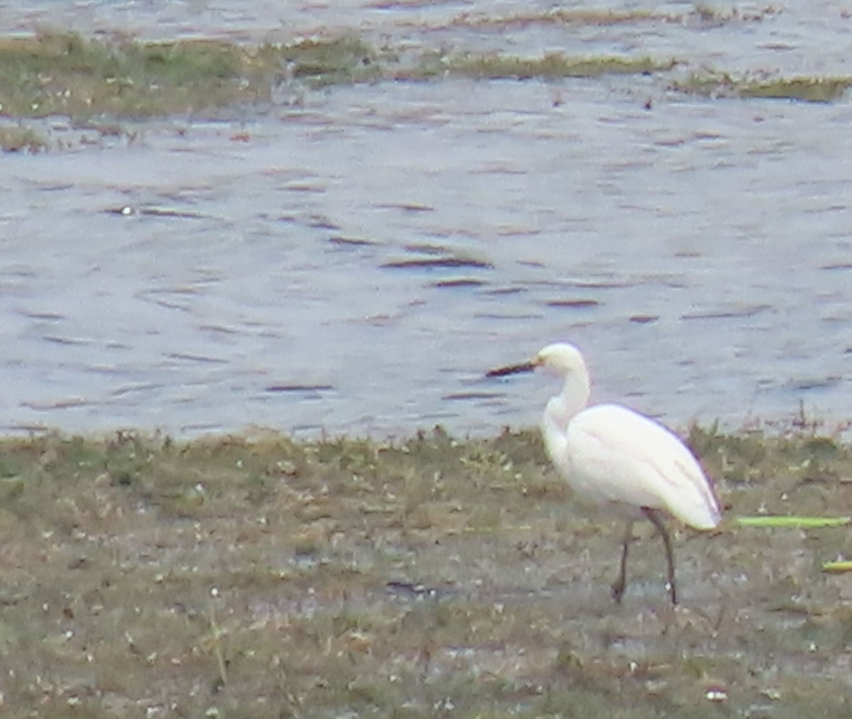 Great Egret - ML622696177