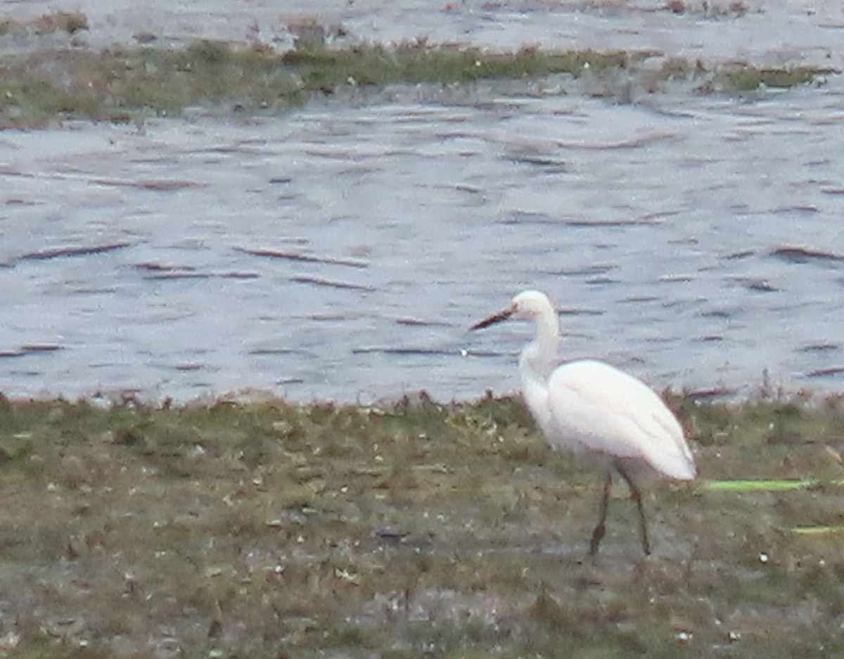 Great Egret - ML622696178