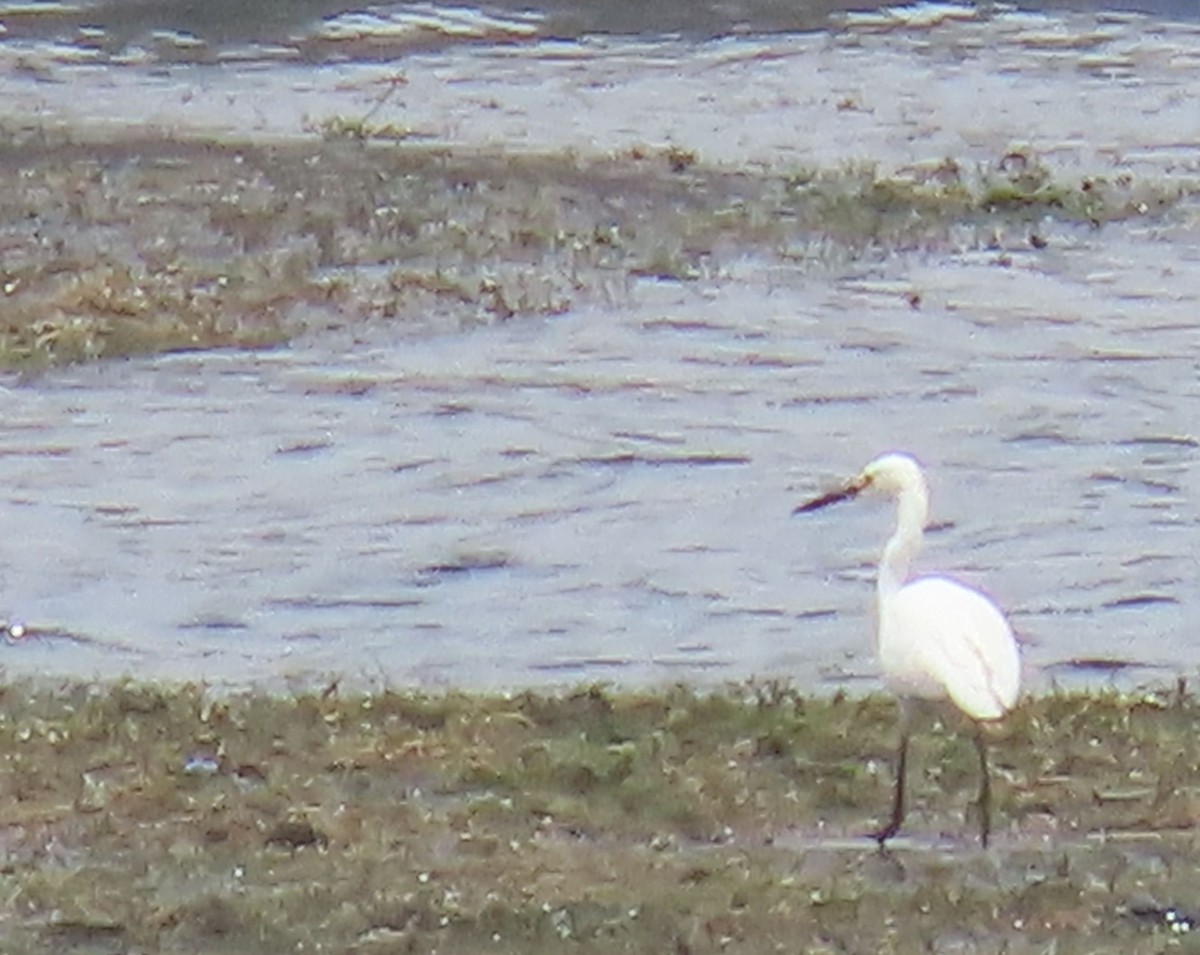 Great Egret - ML622696179