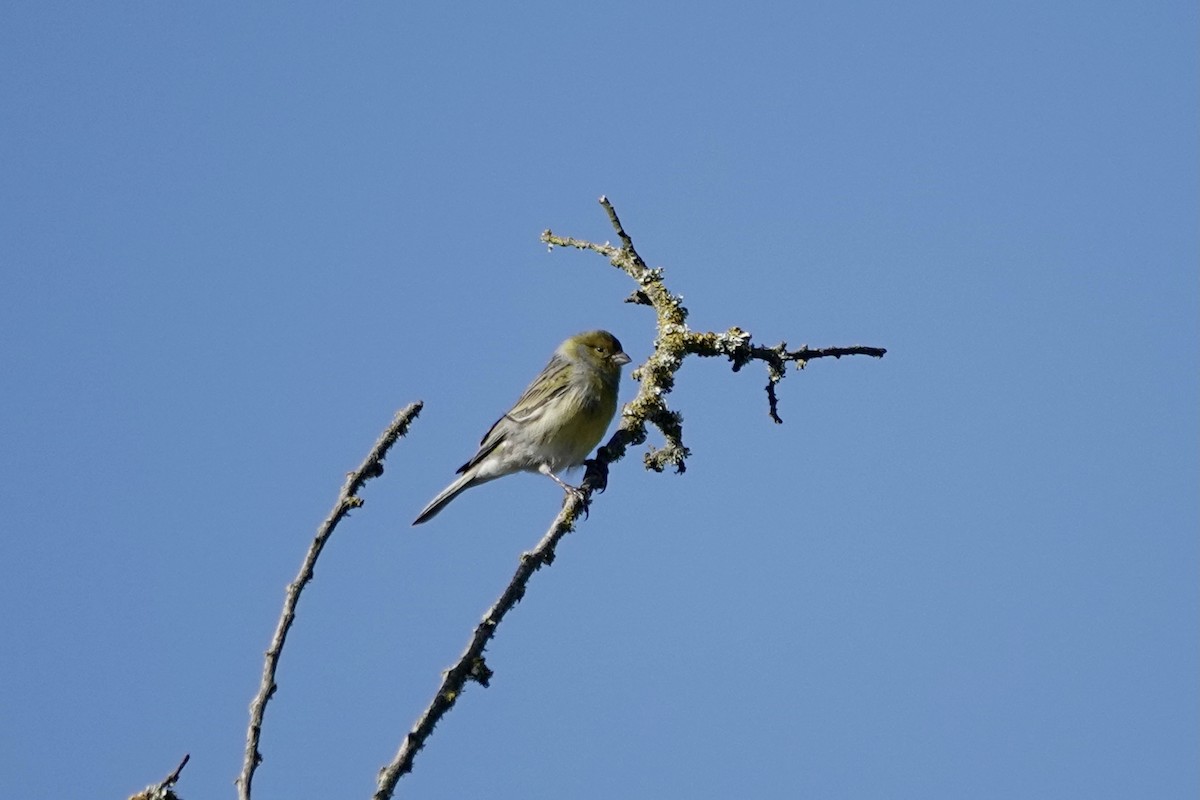 Island Canary - ML622696224