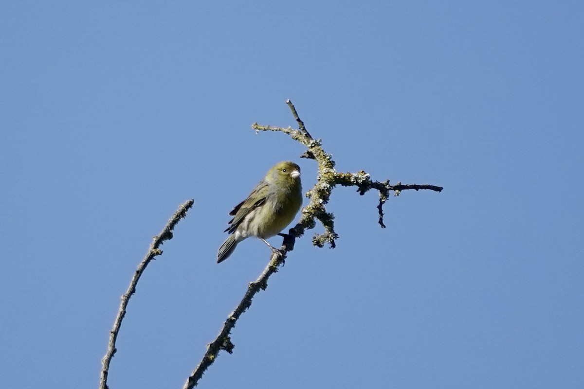 Island Canary - ML622696226