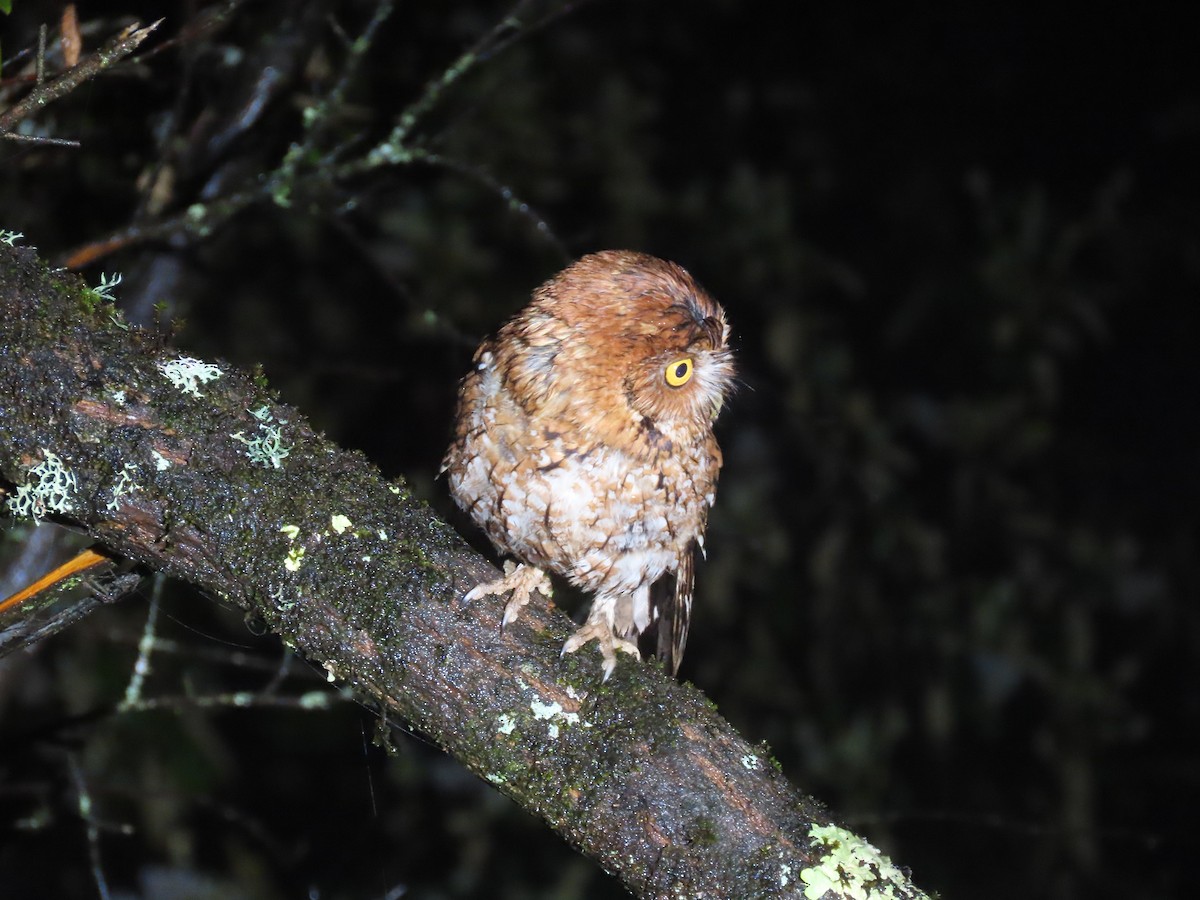 Whiskered Screech-Owl - ML622696249