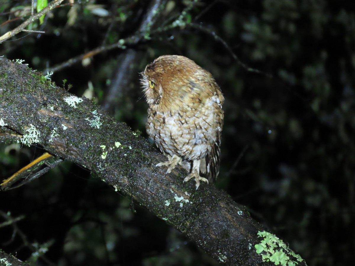 Whiskered Screech-Owl - Thomas Brooks