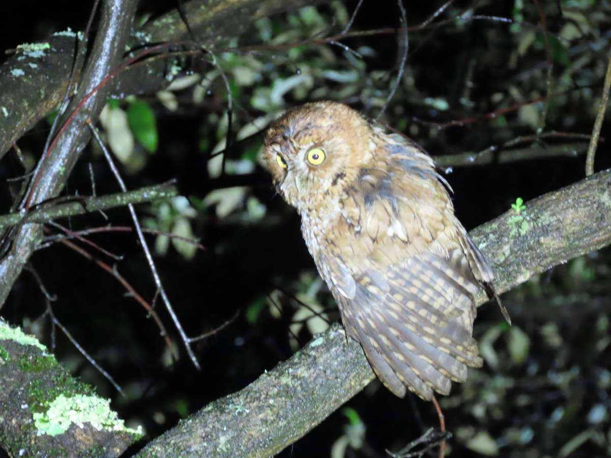 Whiskered Screech-Owl - ML622696251