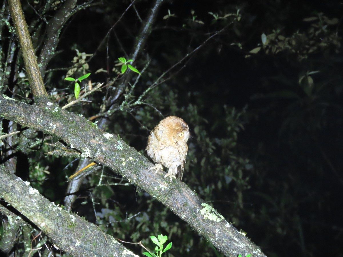 Whiskered Screech-Owl - ML622696252