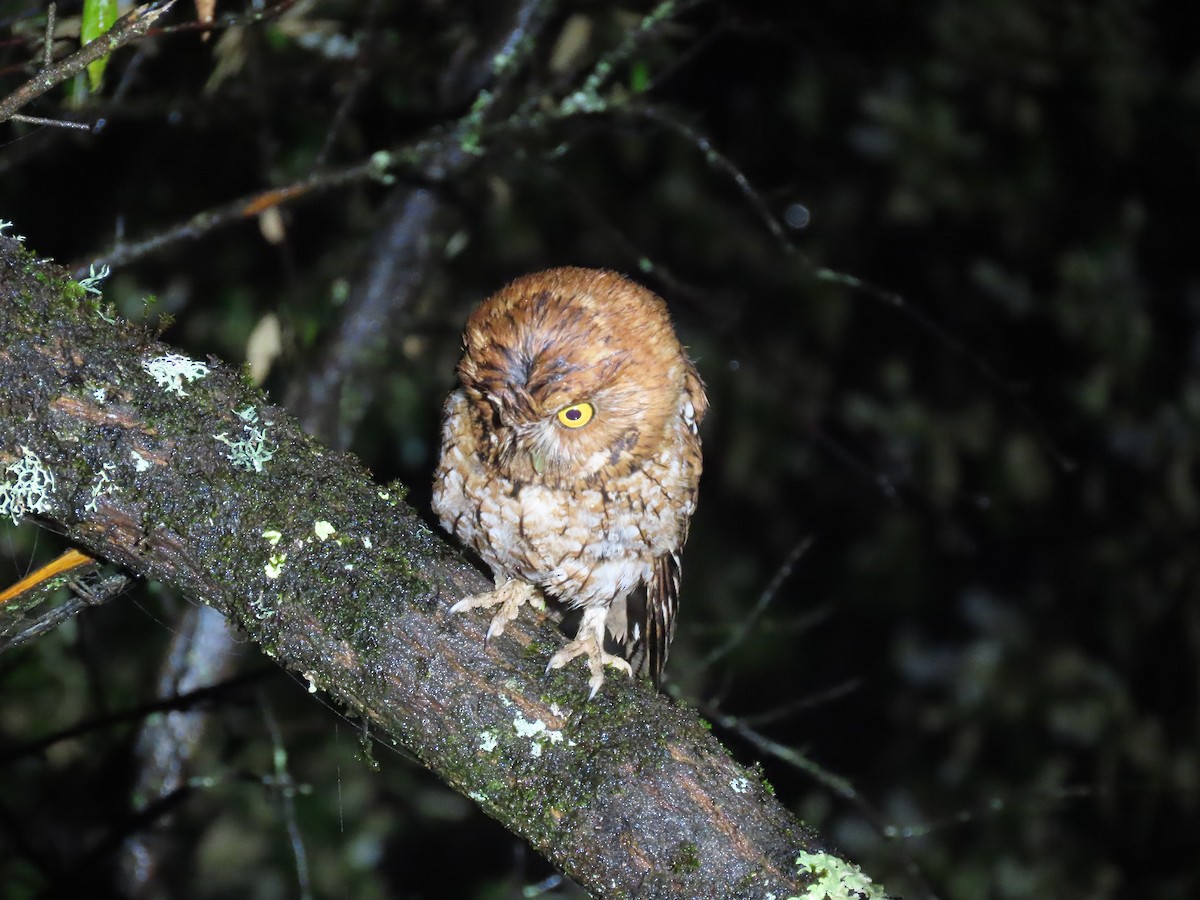 Whiskered Screech-Owl - Thomas Brooks