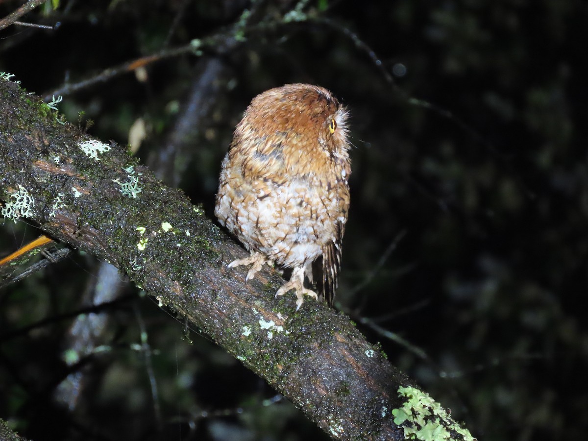 Whiskered Screech-Owl - ML622696255