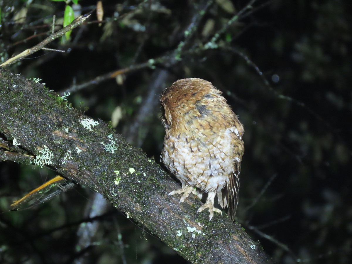 Whiskered Screech-Owl - ML622696256