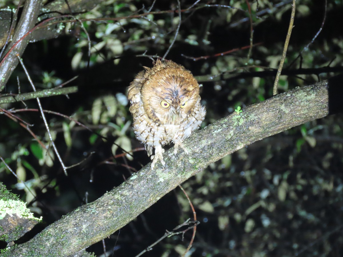 Whiskered Screech-Owl - Thomas Brooks