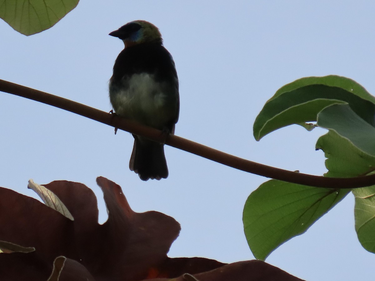 Golden-hooded Tanager - ML622696283