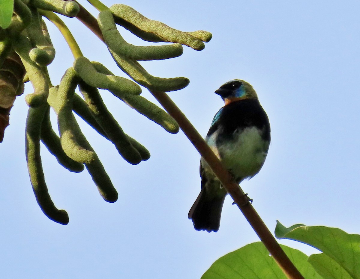 Golden-hooded Tanager - ML622696284