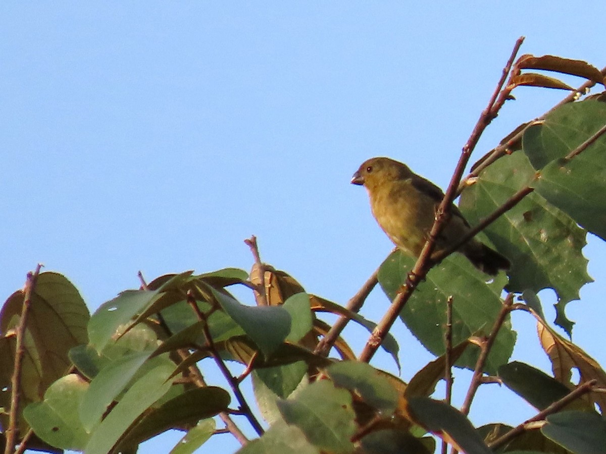 Yellow-bellied Seedeater - ML622696300