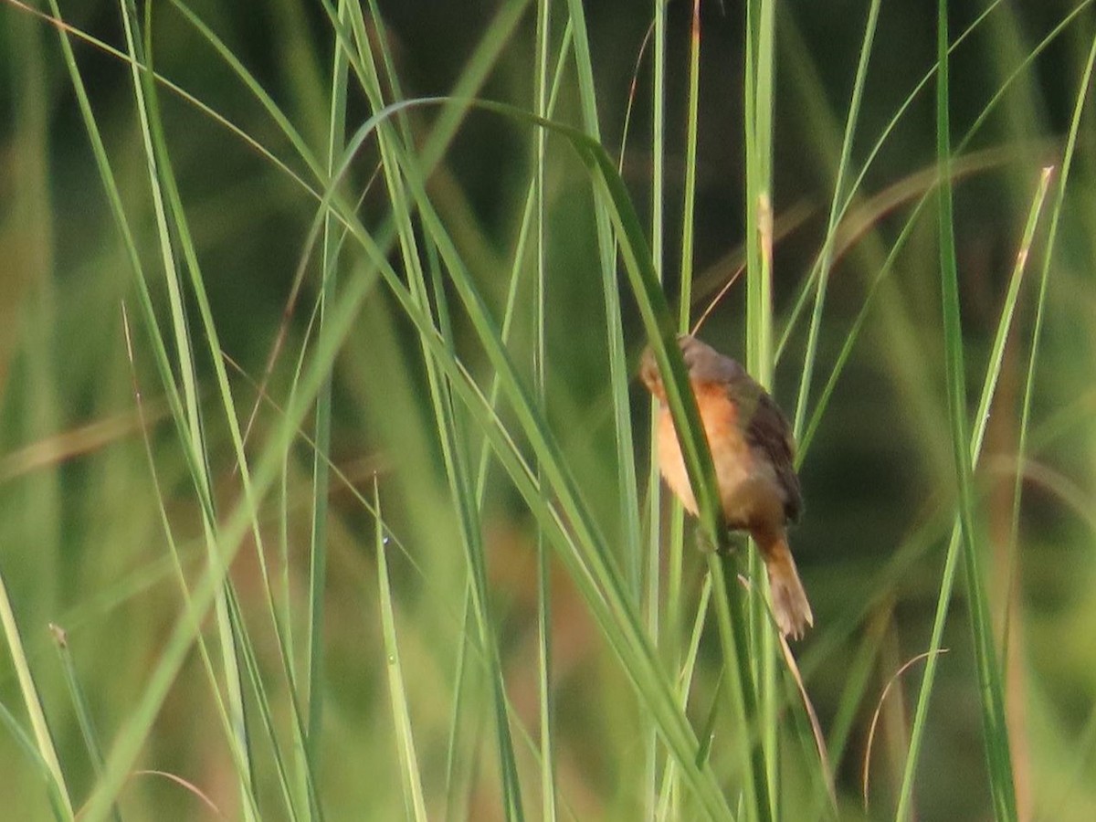 Ruddy-breasted Seedeater - ML622696307