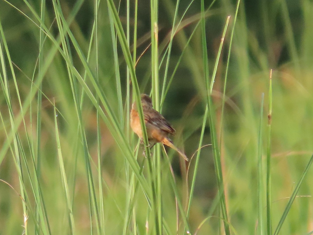 Ruddy-breasted Seedeater - Carolina Molina Pérez