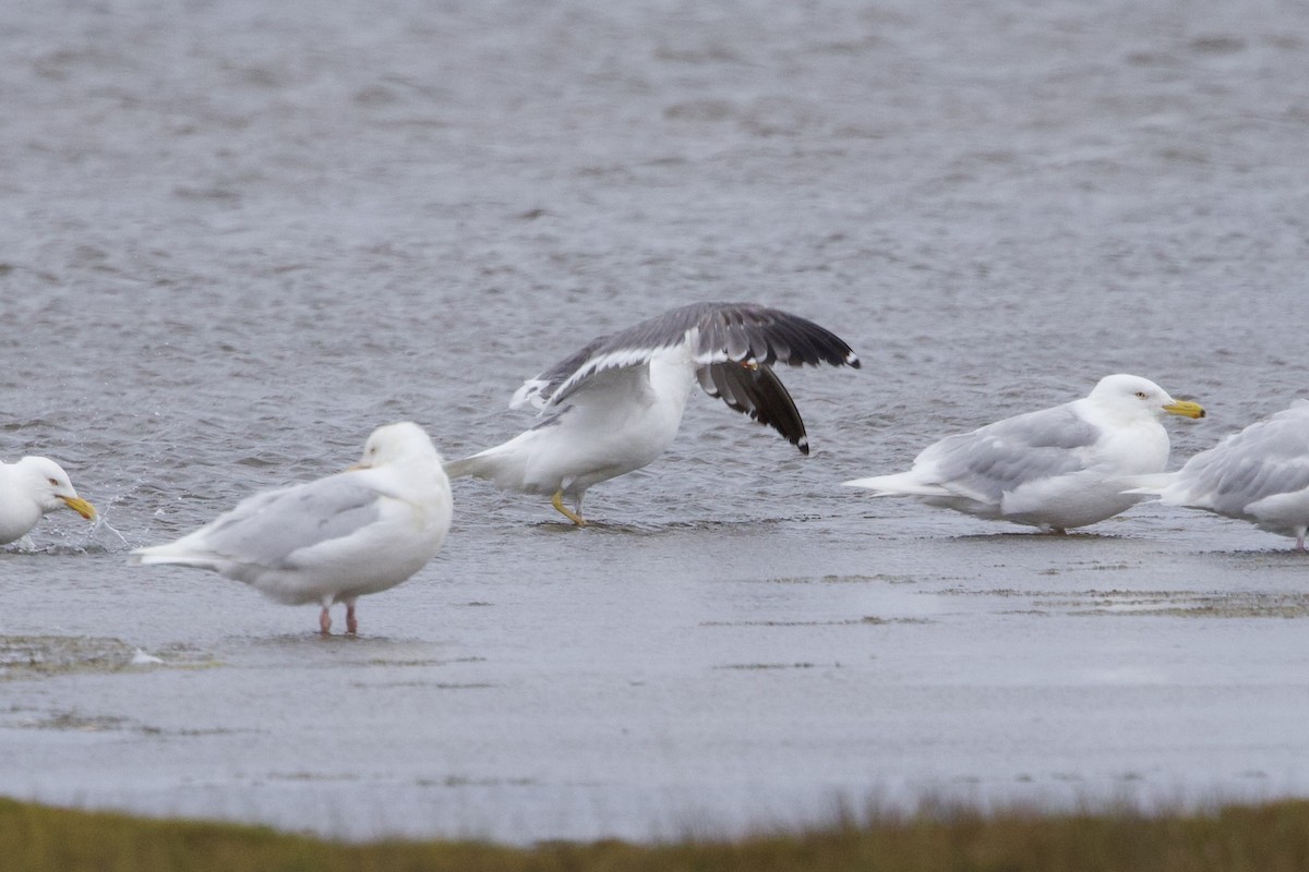 Lesser Black-backed Gull (taimyrensis) - ML622696410