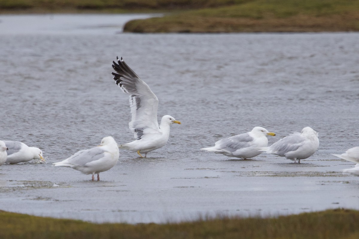 Lesser Black-backed Gull (taimyrensis) - ML622696412