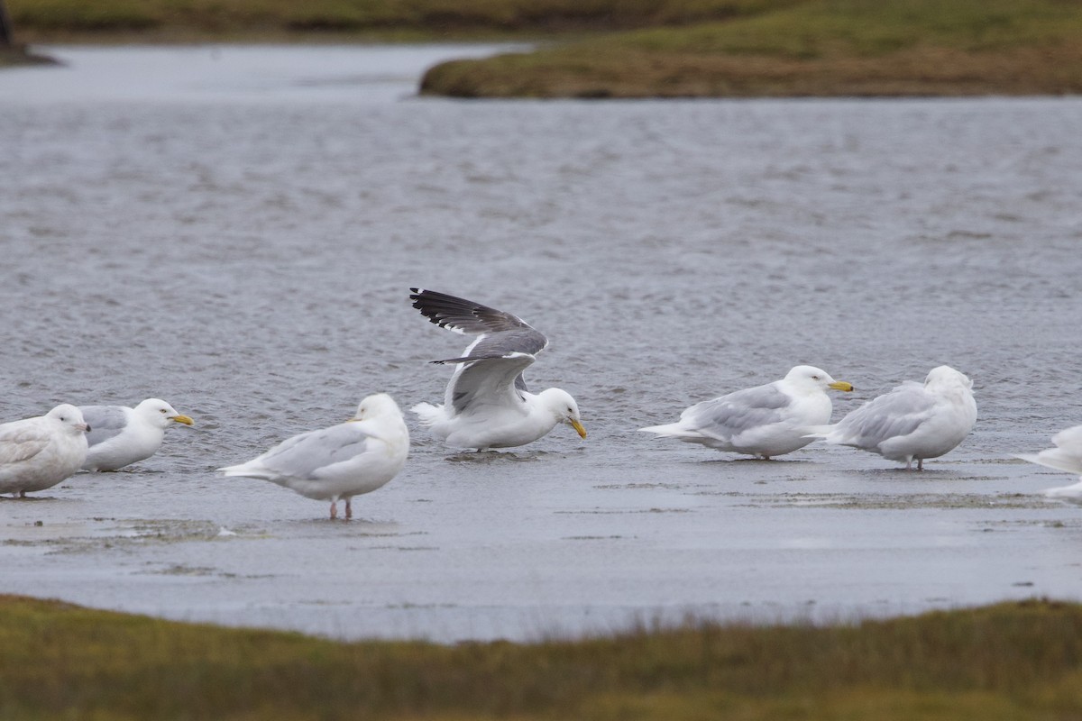 Lesser Black-backed Gull (taimyrensis) - ML622696413