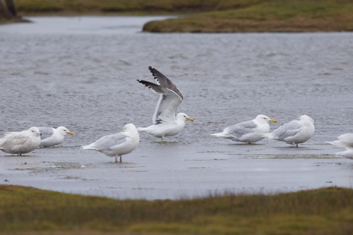 Lesser Black-backed Gull (taimyrensis) - ML622696414