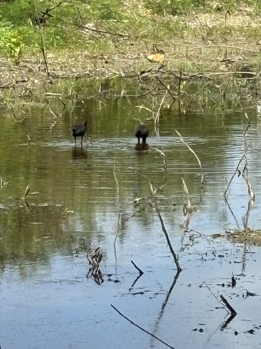 Glossy Ibis - ML622696427