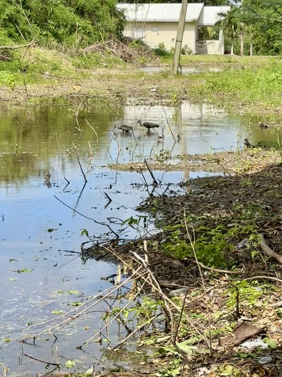 Glossy Ibis - ML622696428