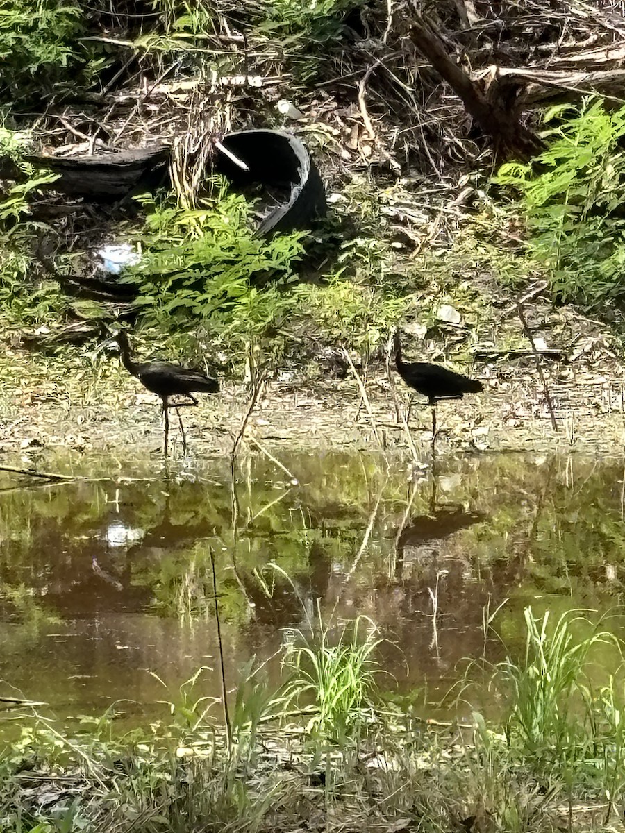 Glossy Ibis - ML622696429