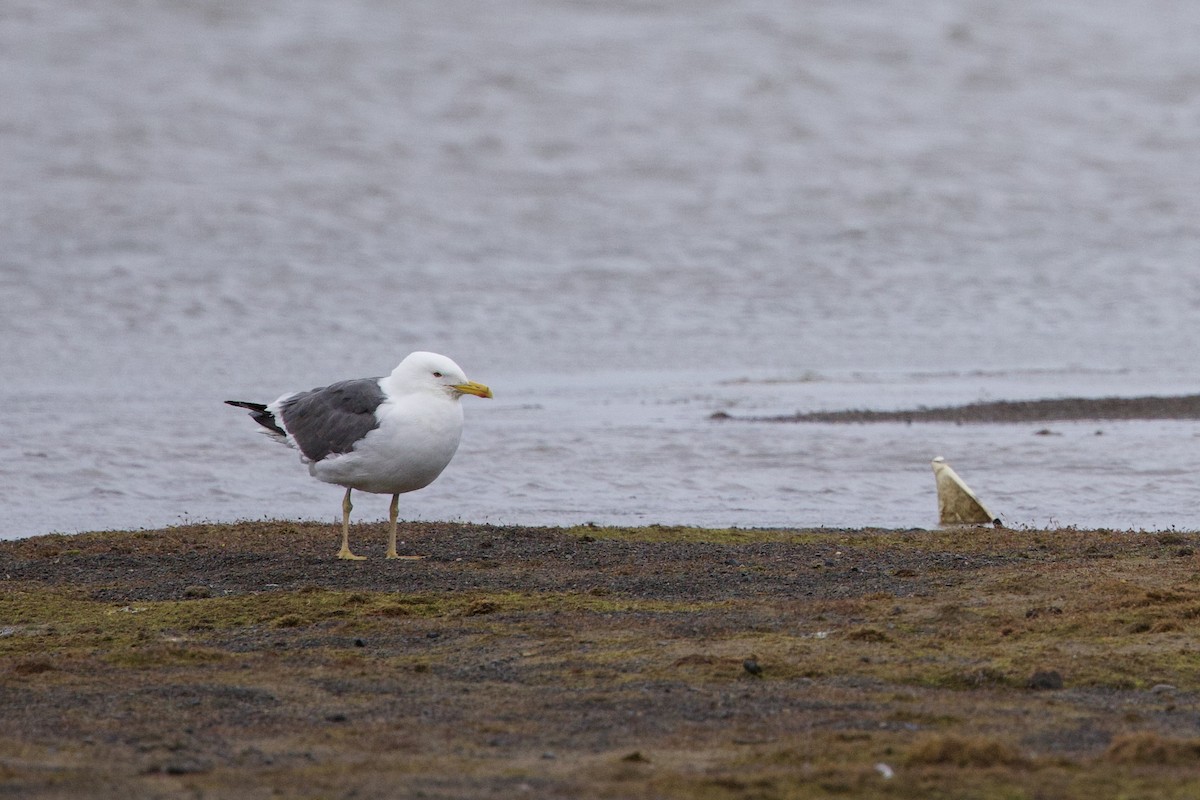 Lesser Black-backed Gull (taimyrensis) - ML622696463